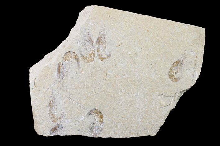 Cluster Of Six Fossil Shrimp - Lebanon #163541